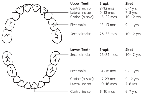 How to Brush